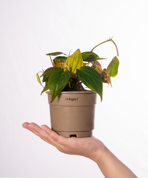 Philodendron Micans Plant With Grow Pot - BYOB