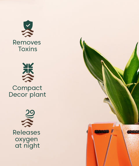 Golden Hahnii Snake Plant With Repot