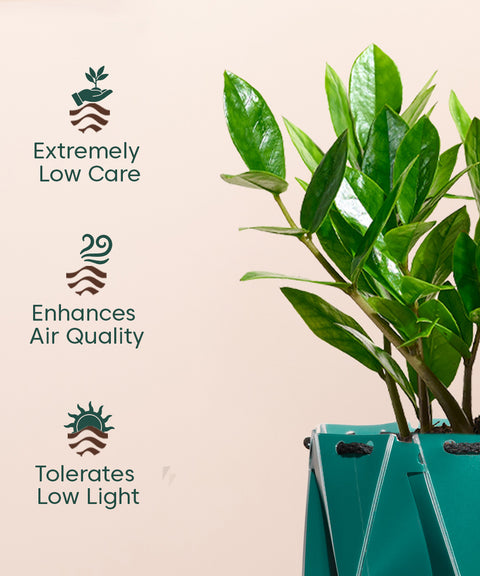 zamia plant air purifier Zz Plant Online - Zamioculcas Zamiifolia Plant in India