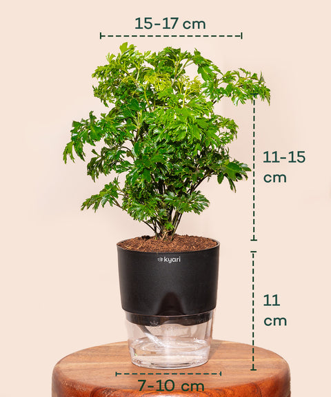 Aralia Green Plant With Self Watering Pot