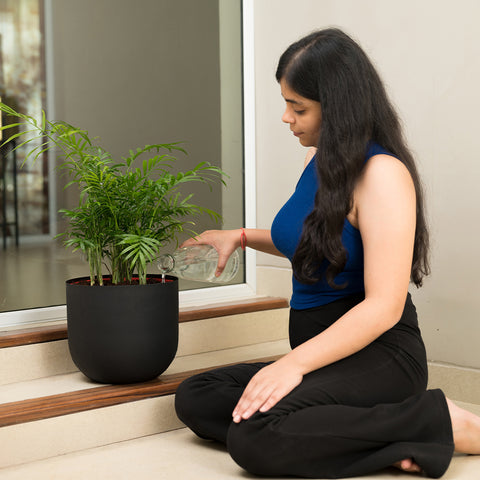 Chamaedorea palm with Arbor Planter