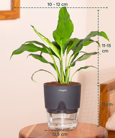 watering peace lilies Peace Lily Plant (Spathiphyllum Plant) at Best Price – Kyari.co