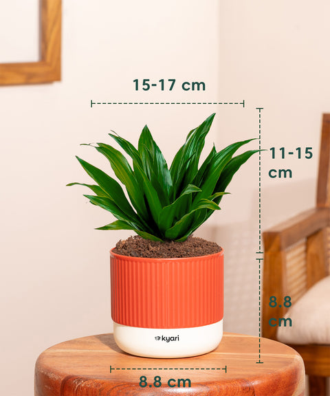 dracaena compacta watering Dracaena Compacta Plant With Mylo Planter