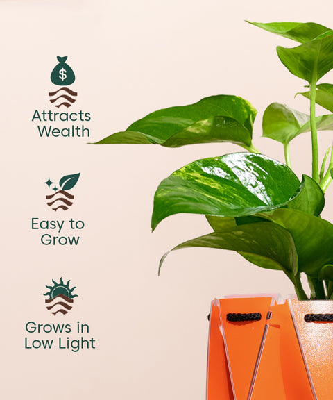 Money Variegated Plant With Repot