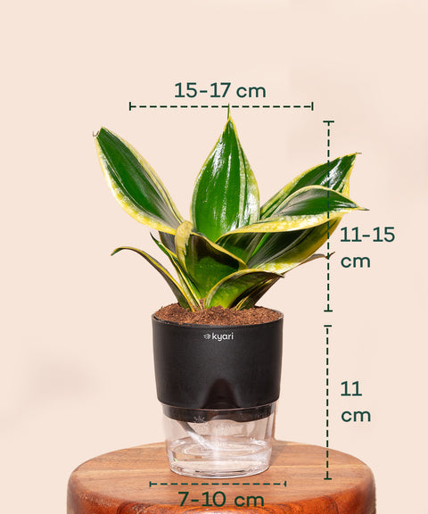 Golden Hahnii Snake Plant BYOB Exclusive