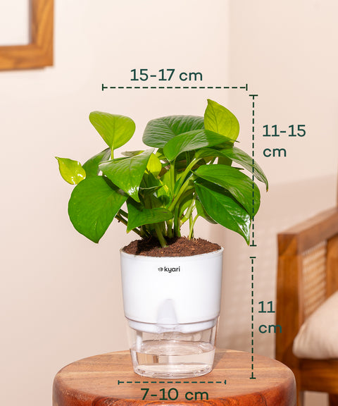 money plant golden pothos Golden Money Plant With Self Watering Pot
