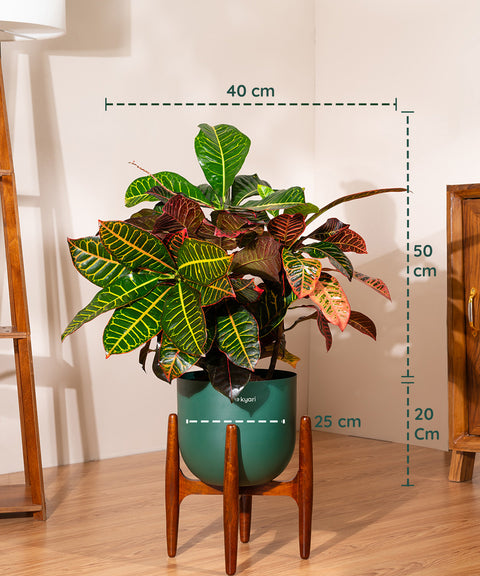 Croton Petra with Extra Large Self Watering Pot