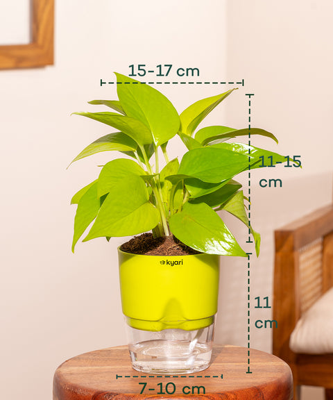 Golden Money Plant - BYOB Exclusive