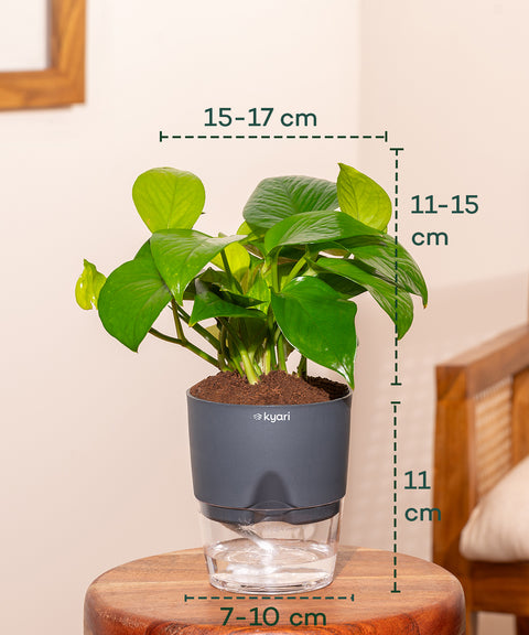 Golden Money Plant With Self Watering Pot