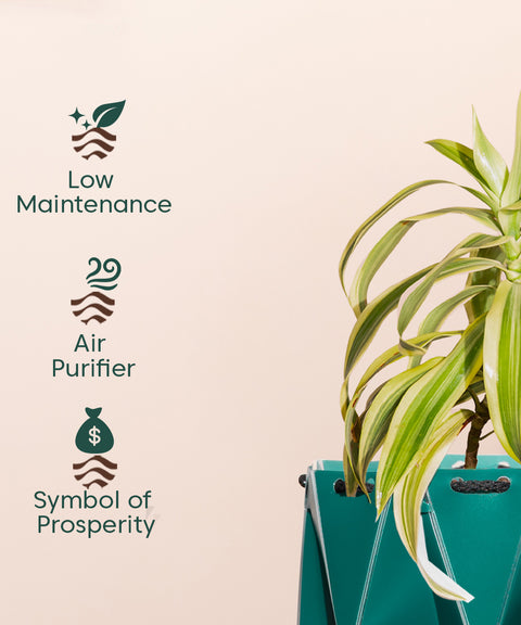 Song Of India Plant With Repot