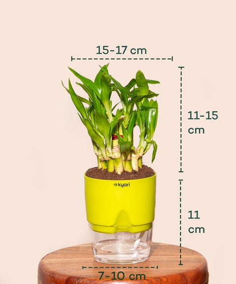 Lucky Bamboo Plant With Self Watering Pot