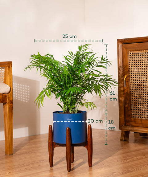 Areca Palm Plant With Self Watering Pot