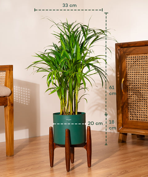 Areca Palm Plant With Self Watering Pot