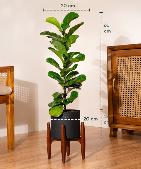 Fiddle Fig Plant With Self Watering Pot