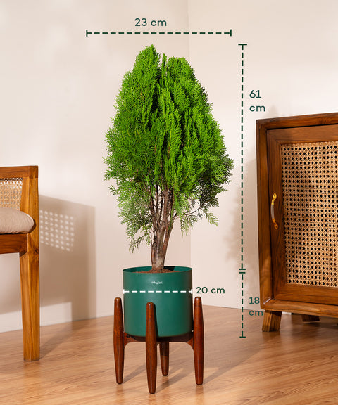 Thuja Plant with Large Self Watering Pot