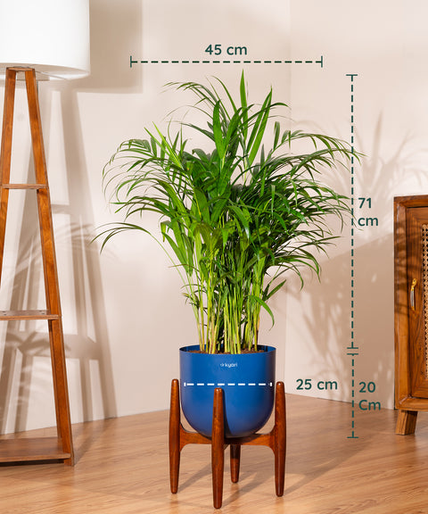 Areca Palm Plant With Self Watering Pot