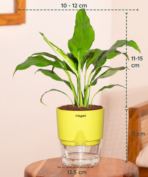 japanese peace lily watering Peace Lily Plant (Spathiphyllum Plant) at Best Price – Kyari.co