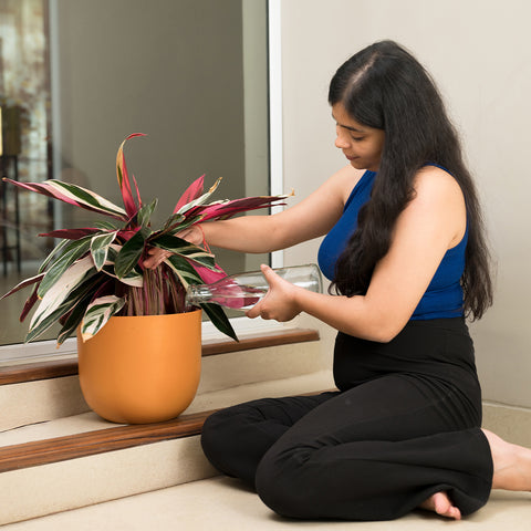 Calathea Triostar with Arbor Planter