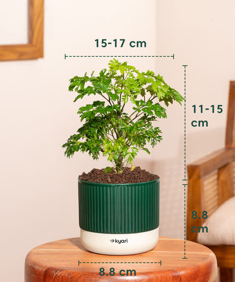 Aralia Green Plant With Mylo Planter