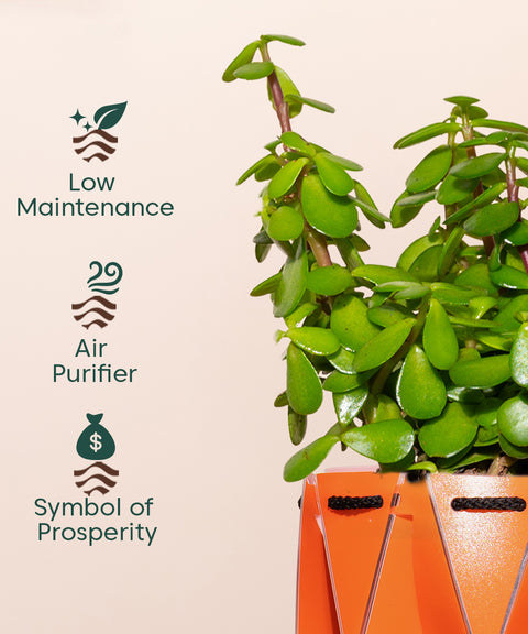 Lucky Jade Plant With Repot