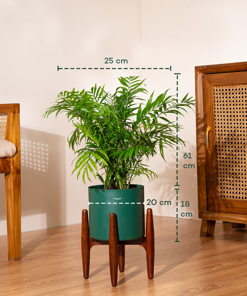 Areca Palm Plant With Self Watering Pot