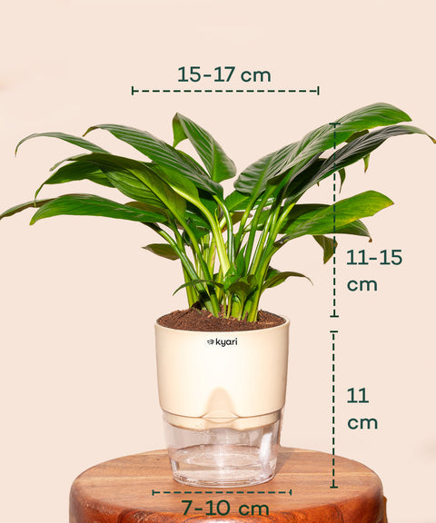 Peace Lily Plant With Self Watering Pot