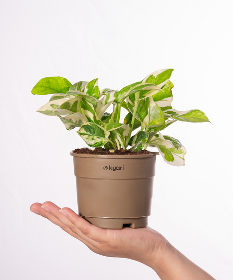 Zamia Green - ZZ Plant With Grow Pot - BYOB