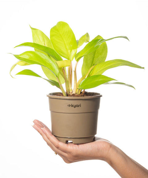 Philodendron Ceylon (Golden) Plant With Grow Pot - BYOB