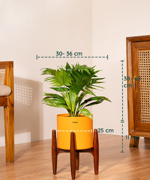 China Palm with  Metal Self Watering Pot