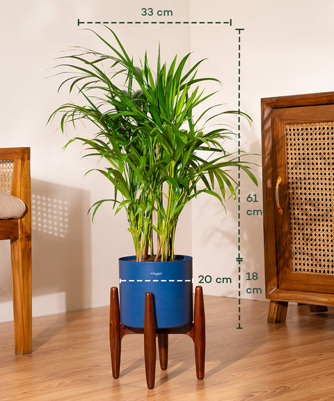 Areca Palm Plant With Self Watering Pot