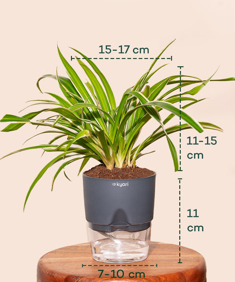 Spider Plant - BYOB