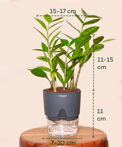 Zamia Green - ZZ Plant With Self Watering Pot