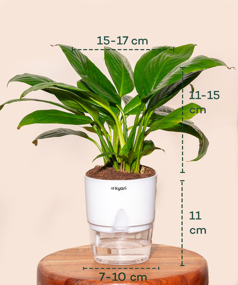 Peace Lily Plant With Self Watering Pot