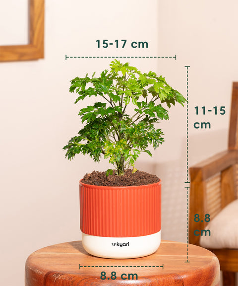 Aralia Green Plant With Mylo Planter