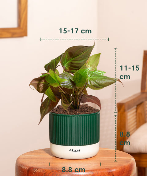 Philodendron Micans Plant With Mylo planter