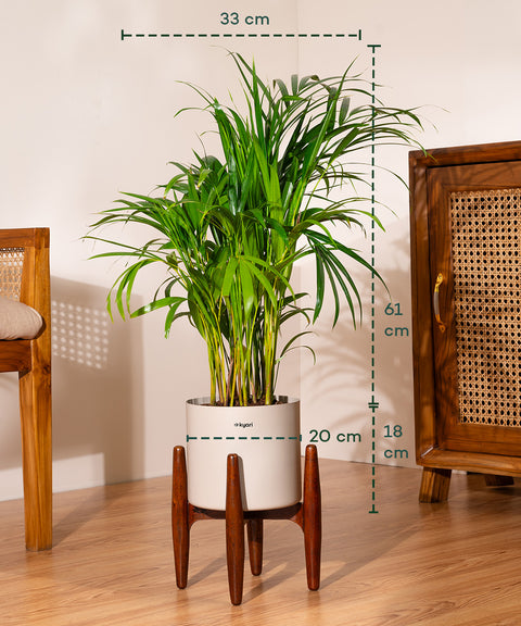 Areca Palm Plant With Self Watering Pot