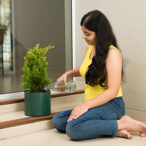 Thuja Plant with Zen Planter