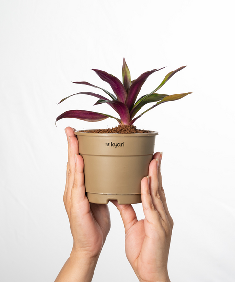 Rhoeo Tricolor Plant  With Grow Pot - BYOB