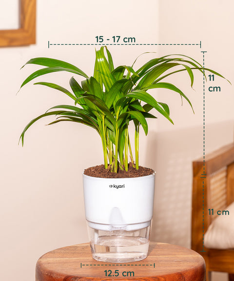 Decorative Plant Combo – Set of 3