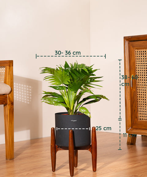 China Palm with  Metal Self Watering Pot