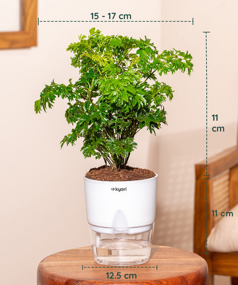 Set of 4 - Aralia Green, Dracaena Compacta, Rhoeo Tricolor & Lucky Jade Plants