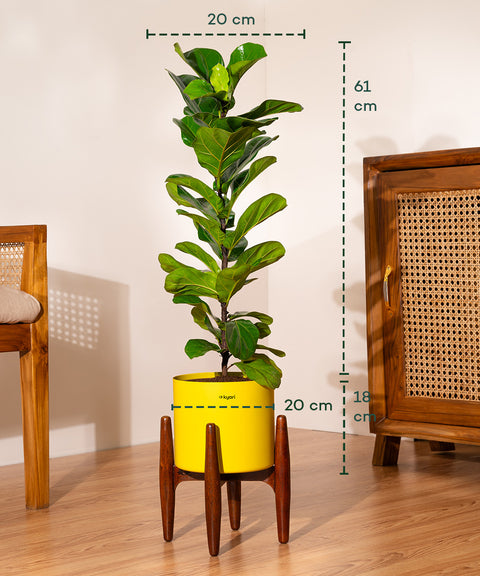 Fiddle Fig Plant With Self Watering Pot