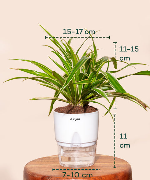 Spider Plant With Self Watering Pot