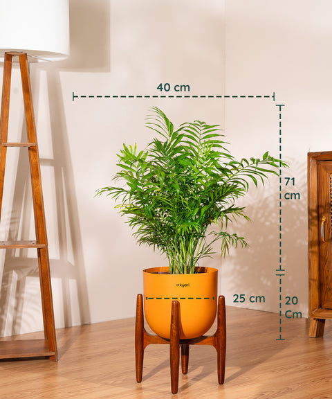 Areca Palm Plant With Self Watering Pot