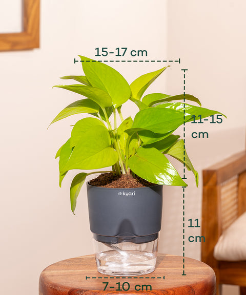 Golden Money Plant - BYOB Exclusive