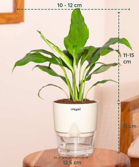 type of pot for peace lily Peace Lily Plant (Spathiphyllum Plant) at Best Price – Kyari.co