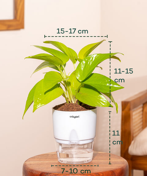 golden money plant vastu Golden Money Plant