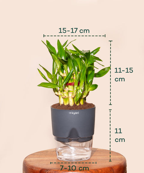 Lucky Bamboo Plant With Self Watering Pot