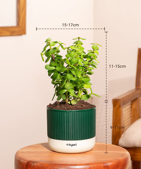 vastu jade plant Shop Lucky Indoor Jade Plant (Crassula Ovata)-Jade Tree – Kyari.co