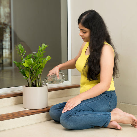 ZZ Green with Zen Planter